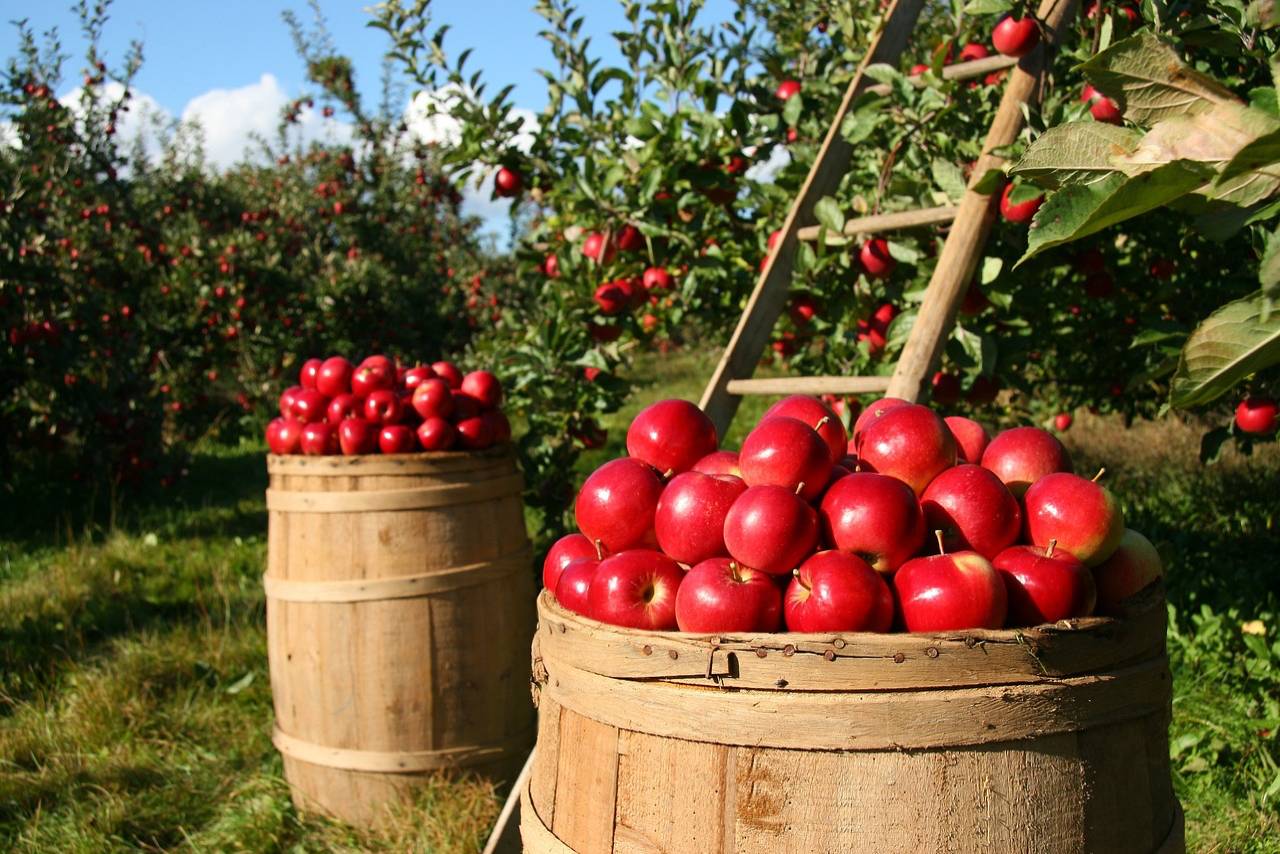 New technologies are emerging that are transforming the food industry, making it more efficient, sustainable, and safe. Here are the some of the most exciting food tech companies to watch out for.