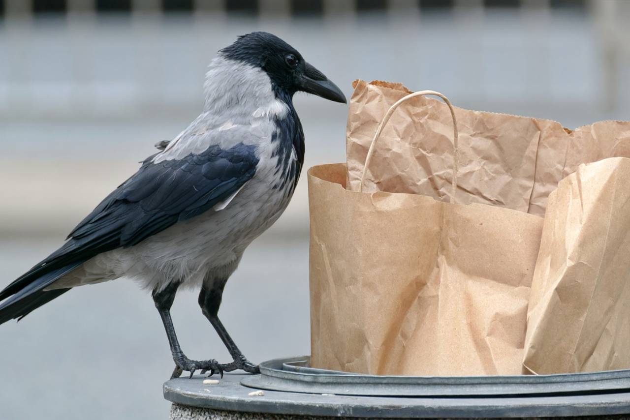 Every year, more than 1.3 billion tons of food is wasted by consumers and the food industry. This means that 1/6 of all food produced for human consumption never makes it to a consumer's plate. As the world population increases, food scarcity is becoming more and more common as well. So how can we eliminate this waste? Here are some ideas for how to reduce your own contribution to food waste as well as how to fight against it on a global scale.